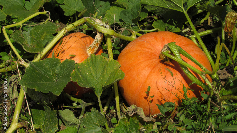 Photo of pumpkins on a farm field. autumn harvest of pumpkins Photo of pumpkins on a farm field. autumn harvest of pumpkins