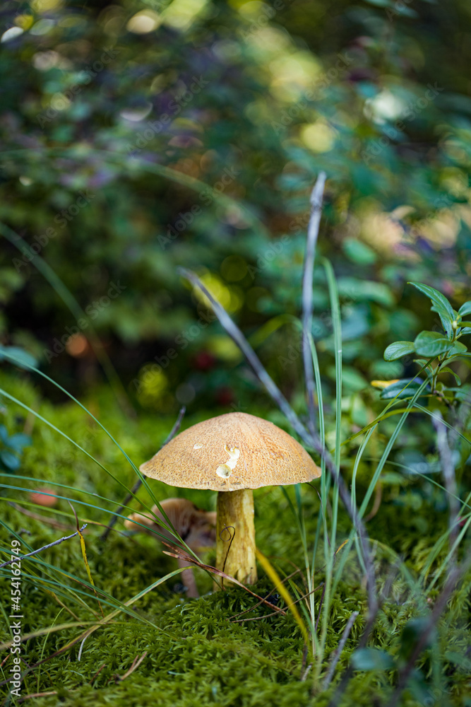mossiness mushroom (Xerocomus) in the forest mossiness mushroom (Xerocomus) in the forest