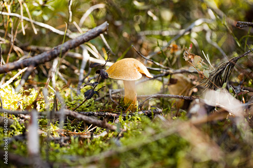 mossiness mushroom (Xerocomus) in the forest photo