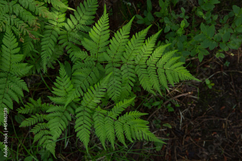 Fototapeta Naklejka Na Ścianę i Meble -  thickets of green ferns in the forest