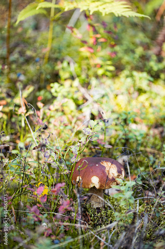 Cep or Boletus Mushroom growing on lush green moss in a forest  Boletus edulis 