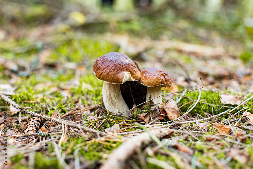 Two Cep or Boletus Mushroom growing on lush green moss in a forest (Boletus edulis) Two Cep or Boletus Mushroom growing on lush green moss in a forest (Boletus edulis)