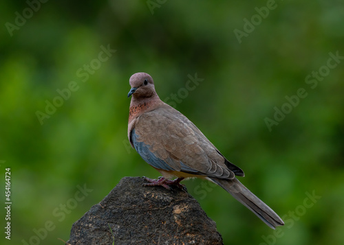 laughing dove closeup shot