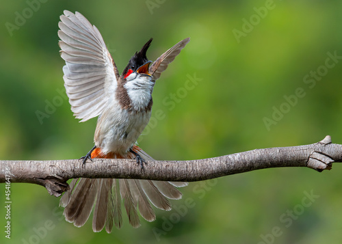 wildlife bulbul bird in action open wings 