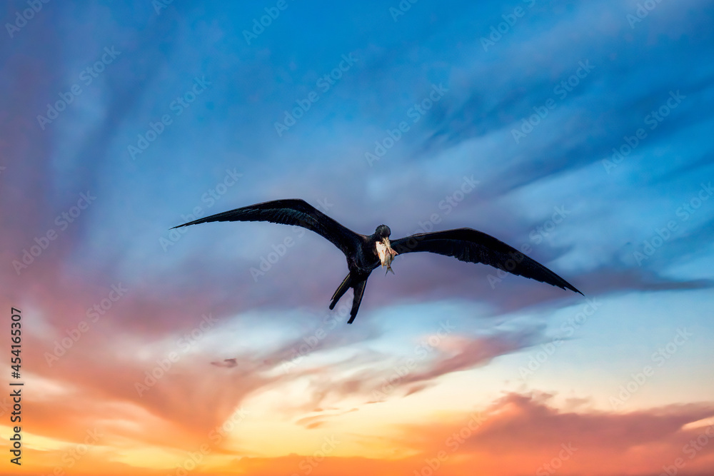 Naklejka premium Cormorant bird flying with a caught fish