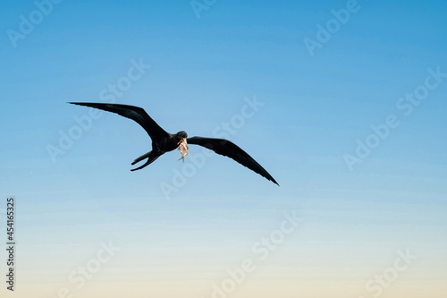Cormorant bird flying with a fish in the beak