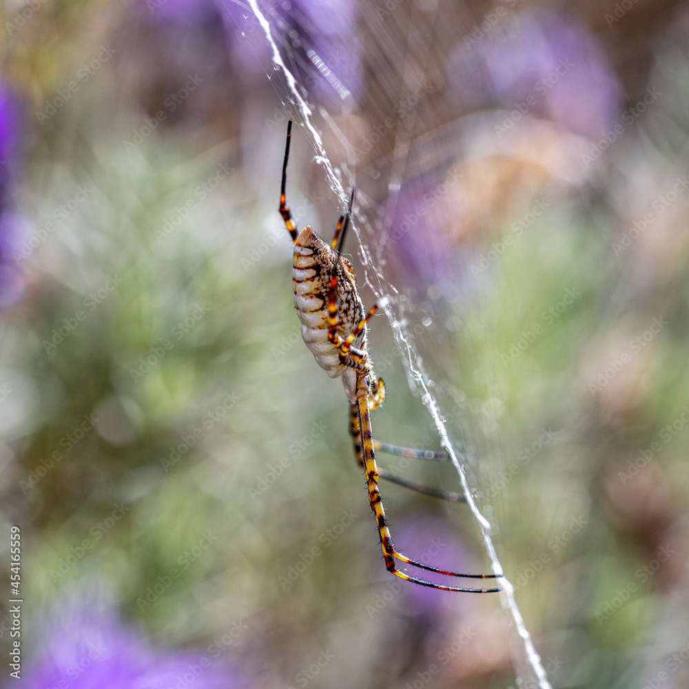 A black and yellow garden spider making webs. Species Argiope aurantia. Animal life. Wild life. A black and yellow garden spider making webs. Species Argiope aurantia. Animal life. Wild life.