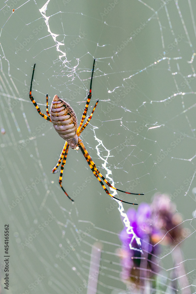 A black and yellow garden spider making webs. Species Argiope aurantia. Animal life. Wild life. A black and yellow garden spider making webs. Species Argiope aurantia. Animal life. Wild life.