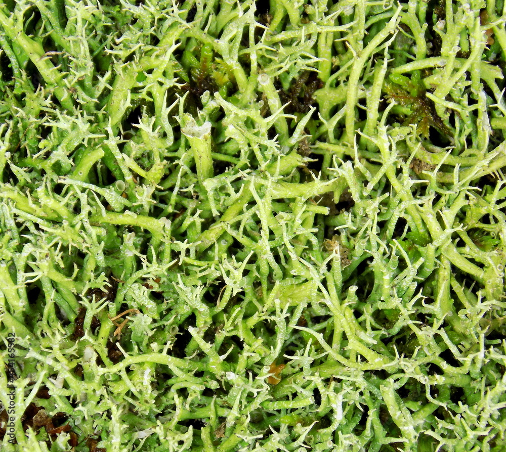 Forest moss, top view. Background, texture.