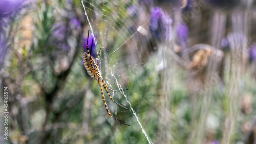 A black and yellow garden spider making webs. Species Argiope aurantia. Animal life. Wild life. photo