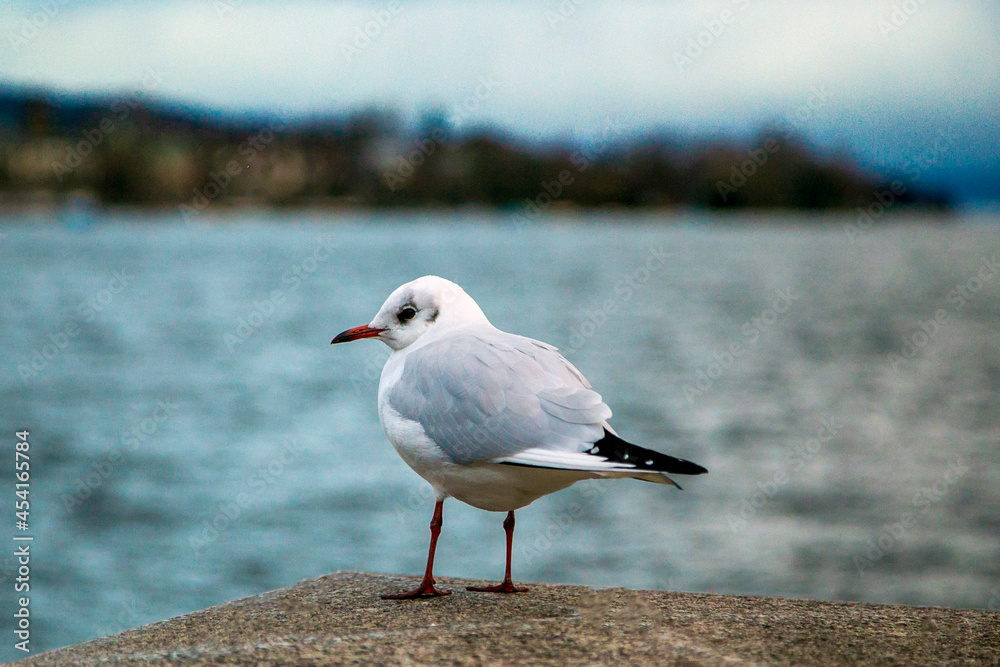 The seagull lodged observe the movement of the lake in winter. Lake Zurich, Switzerland. Birdwatching. The seagull lodged observe the movement of the lake in winter. Lake Zurich, Switzerland. Birdwatching.