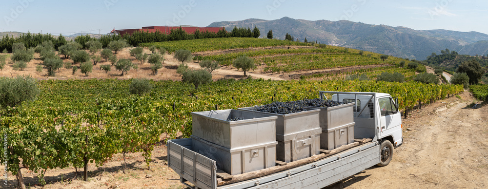 Vats with grapes at harvest for the wine industry