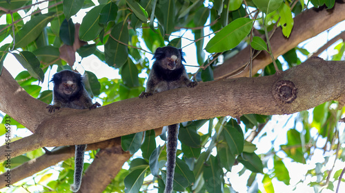 Two monkeys on the tree. The Black-tufted marmoset also know as Mico-estrela is a typical monkey from central Brazil. Species Callithrix penicillata. Animal lover. Wildlife. photo