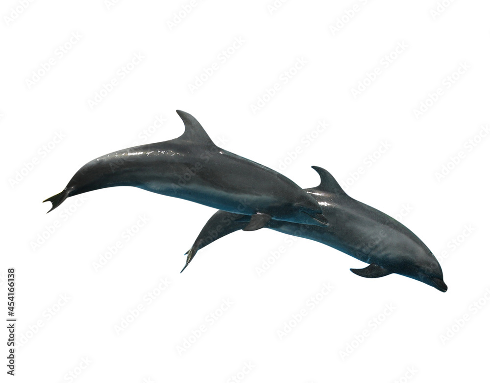 Fototapeta premium Beautiful grey bottlenose dolphins on white background