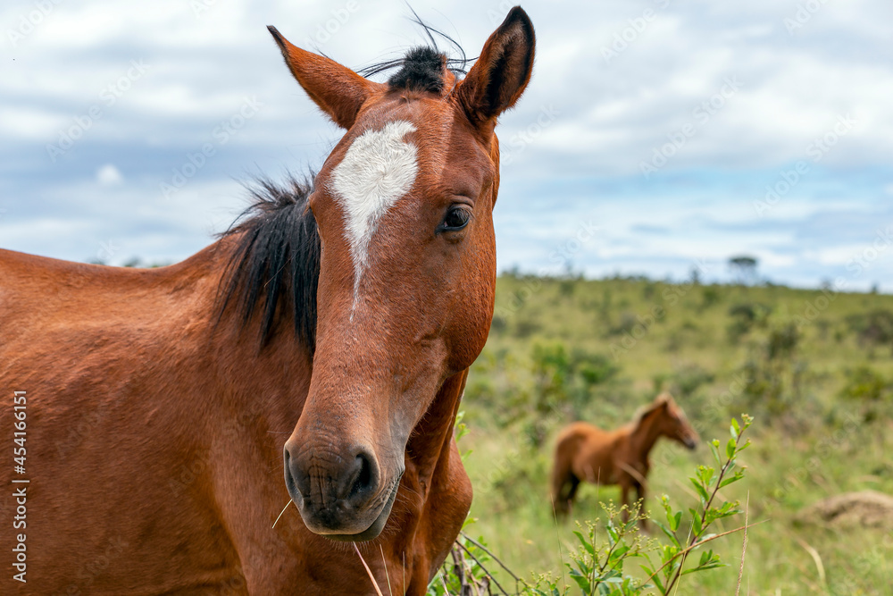 A brown mare grazing in the Brazilian savannah. In the background a small colt. Cerrado. A brown mare grazing in the Brazilian savannah. In the background a small colt. Cerrado.
