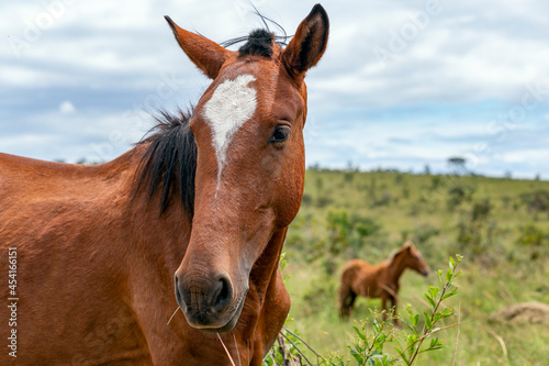 A brown mare grazing in the Brazilian savannah. In the background a small colt. Cerrado. © Fernando Calmon