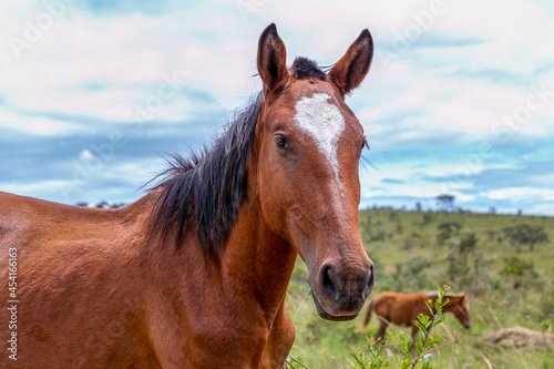 A brown mare grazing in the Brazilian savannah. In the background a small colt. Cerrado.