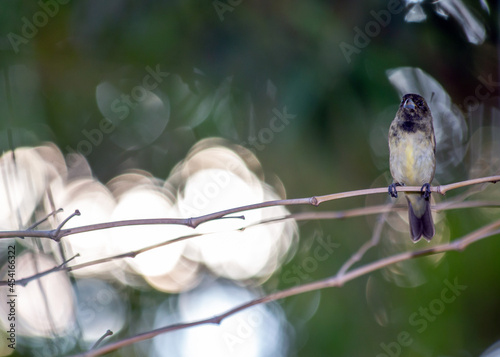 Male of Yellow-bellied Seedeater also know as 