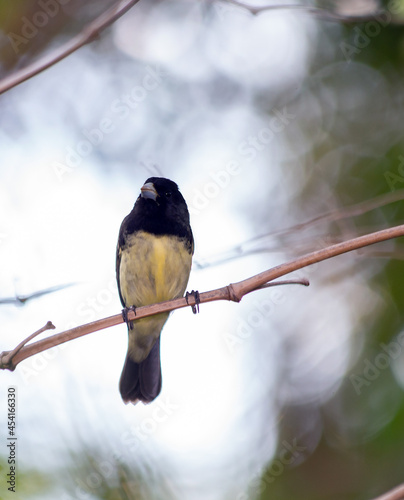 Male of Yellow-bellied Seedeaterr also know as 