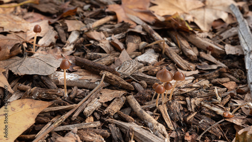 Macro of the beautiful small mushrooms in the damp wood of the forest in autumn, view from above