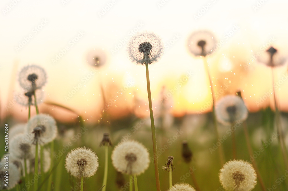 White dandelions and sunset, wildflowers.