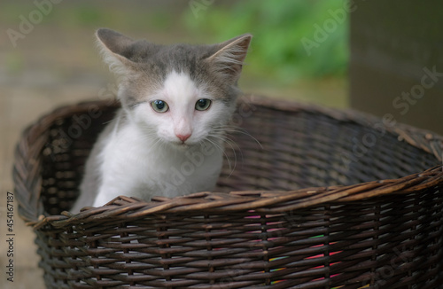 Tabby kitten sits in a wicker basket on a natural background. Selective focus.