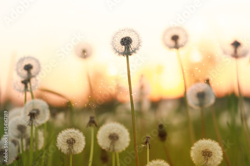 White dandelions and sunset, wildflowers.