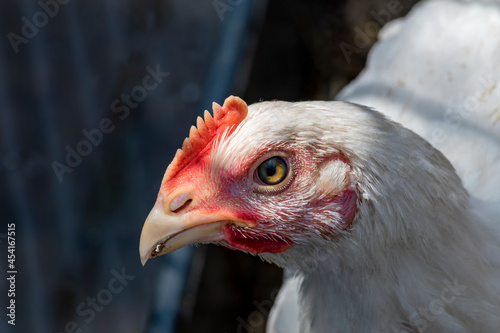 Head of white chicken close-up. Farm life.