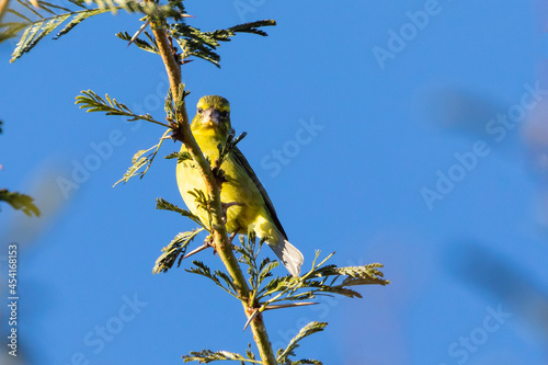 Brimstone or Bully Canary (Crithagra sulphuratus) perched on Fever Tree, Robertson, Western Cape, South Africa photo