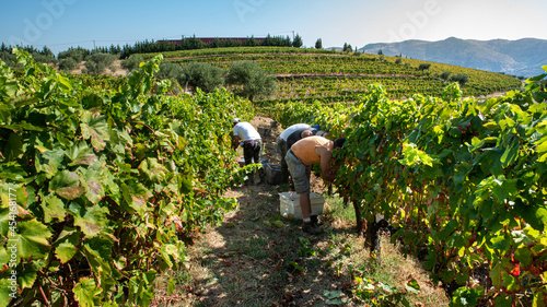 Fotografie Farmers at the harvest, picking the grapes