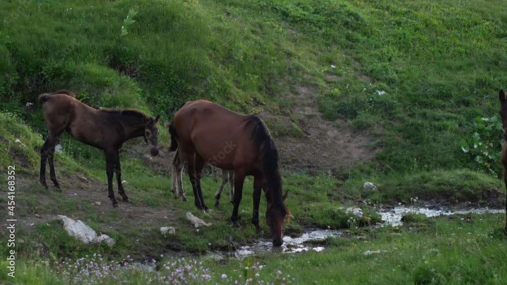 A horse is crossing a mountain stream from which another horse is drinking water. A foal walks next to it. The concept of pets in the wild A horse is crossing a mountain stream from which another horse is drinking water. A foal walks next to it. The concept of pets in the wild