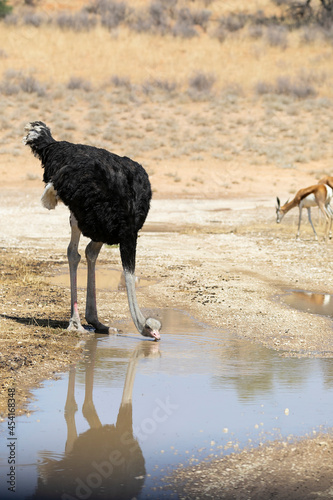 Common Ostrich (Struthio camelus) male, Kalahari, Northern Cape, South Africa drinking in puddle of rainwater in the dry season photo