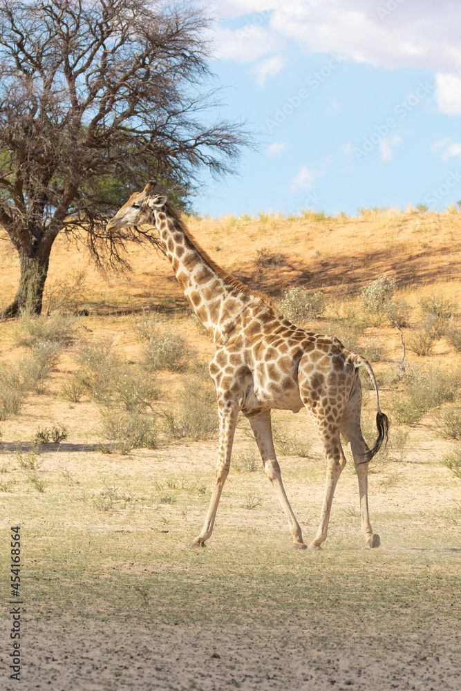 Cape or South African Giraffe (Giraffa camelopardalis giraffa) Kgalagadi Transfrontier Park, Kalahari, Northern Cape, South Africa Cape or South African Giraffe (Giraffa camelopardalis giraffa) Kgalagadi Transfrontier Park, Kalahari, Northern Cape, South Africa