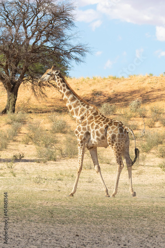 Cape or South African Giraffe (Giraffa camelopardalis giraffa) Kgalagadi Transfrontier Park, Kalahari, Northern Cape, South Africa