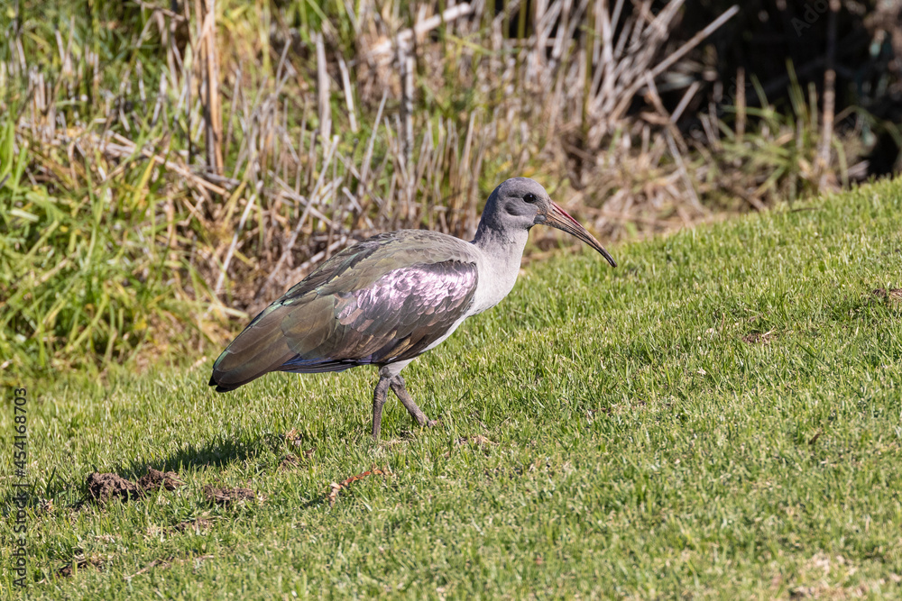 Hadeda Ibis / Hadada Ibis (Hagedashia hagedash) foraging at sunrise, Western Cape, South Africa Hadeda Ibis / Hadada Ibis (Hagedashia hagedash) foraging at sunrise, Western Cape, South Africa