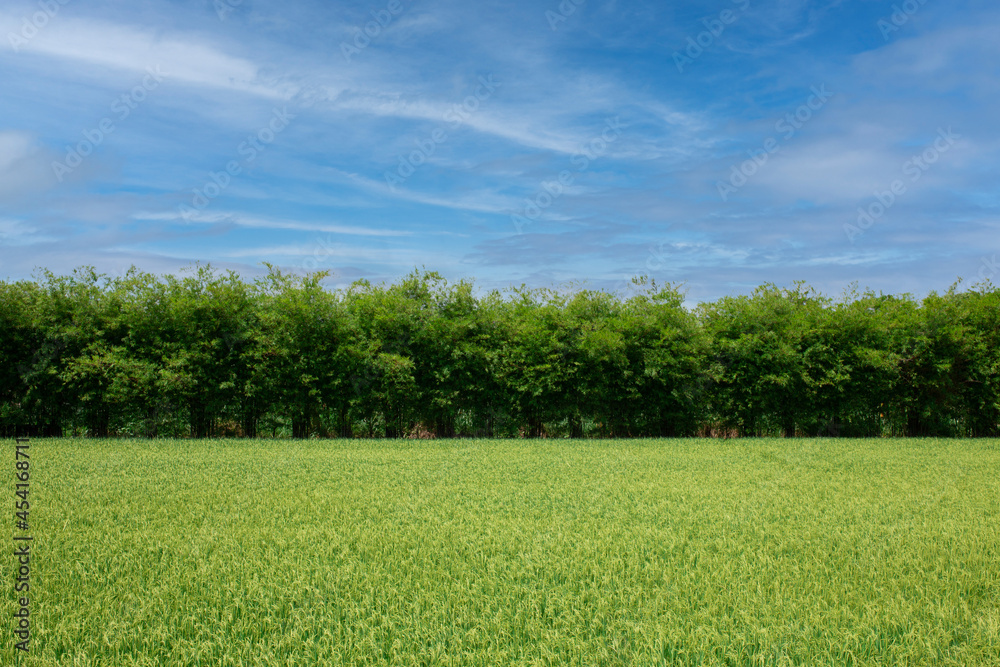 Obraz premium Beautiful sky over rice fields in Thailand.