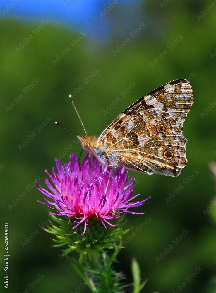 Summer butterfly (Vanessa cardui) Summer butterfly (Vanessa cardui)