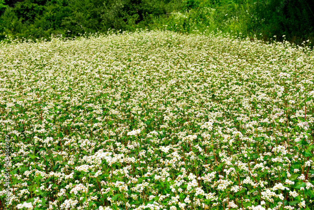 organic buckwheat salt san Giovanni cuneo Italy organic buckwheat salt san Giovanni cuneo Italy