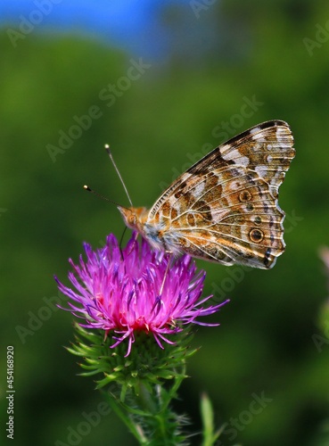 Summer butterfly (Vanessa cardui) 