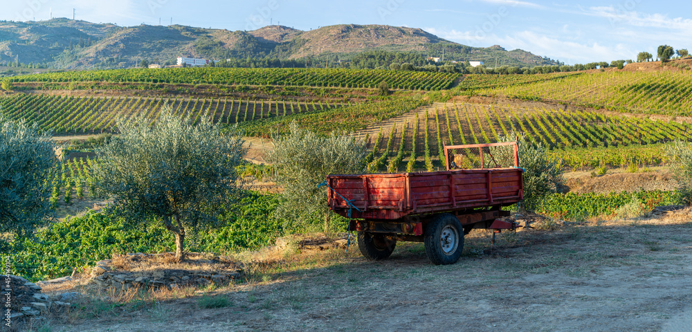 Fototapeta premium Land planted with vines for the wine harvest