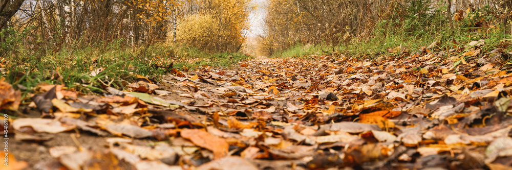 autumn forest landscape. open forest road strewn with fall red yellow orange fallen foliage and trees with falling leaves on the side of the way. travel to russia. banner autumn forest landscape. open forest road strewn with fall red yellow orange fallen foliage and trees with falling leaves on the side of the way. travel to russia. banner