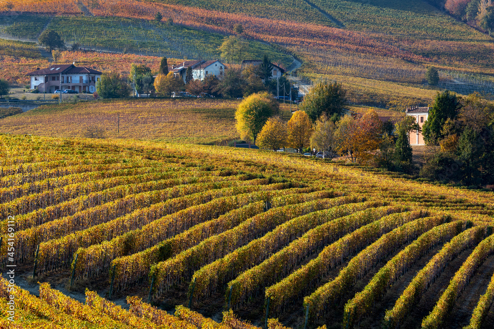 Autumnal vineyards in a row in Italy.