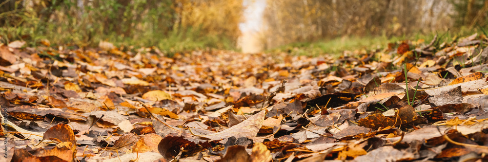 autumn forest landscape. open forest road strewn with fall red yellow orange fallen foliage and trees with falling leaves on the side of the way. travel to russia. banner autumn forest landscape. open forest road strewn with fall red yellow orange fallen foliage and trees with falling leaves on the side of the way. travel to russia. banner