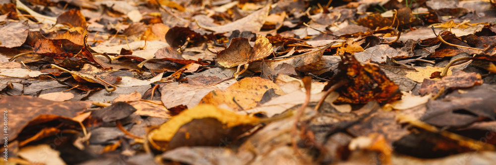 autumn forest landscape. open forest road strewn with fall red yellow orange fallen foliage and trees with falling leaves on the side of the way. travel to russia. banner