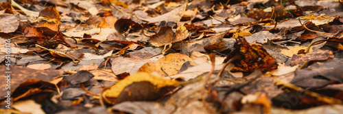 autumn forest landscape. open forest road strewn with fall red yellow orange fallen foliage and trees with falling leaves on the side of the way. travel to russia. banner