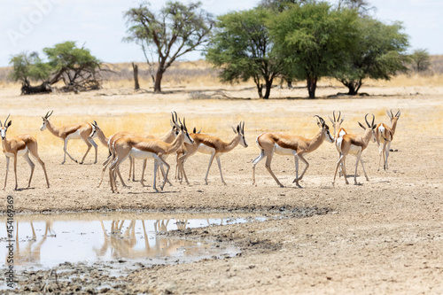Springbok or Springbuck (Antidorcas marsupialis,) Polentswa waterhole, Kgalagadi Transfrontier Park, Kalahari, Northern Cape, South Africa