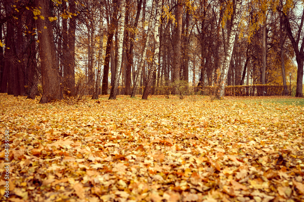 autumn city park or forest, fall trees and fallen yellow orange foliage on the ground autumn city park or forest, fall trees and fallen yellow orange foliage on the ground
