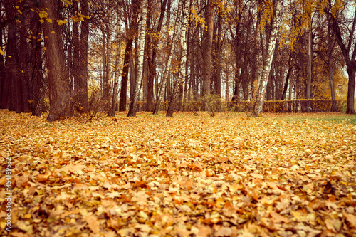 autumn city park or forest, fall trees and fallen yellow orange foliage on the ground