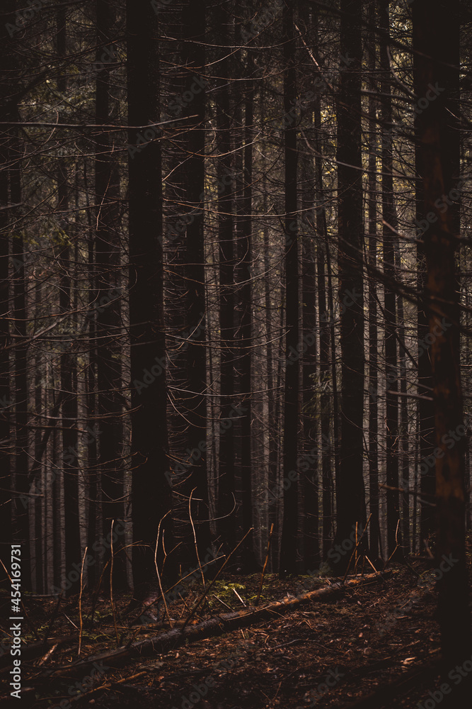 Fototapeta premium autumn forest after the rain