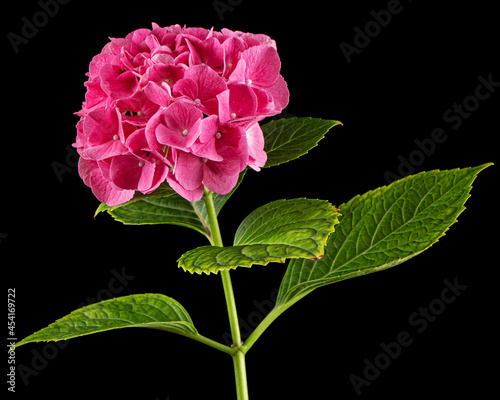 Inflorescence of the pink flowers of hydrangea, isolated on black background